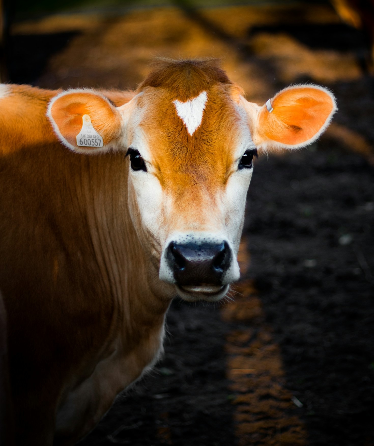 5 Reasons Santiago Leads in Livestock Genetics