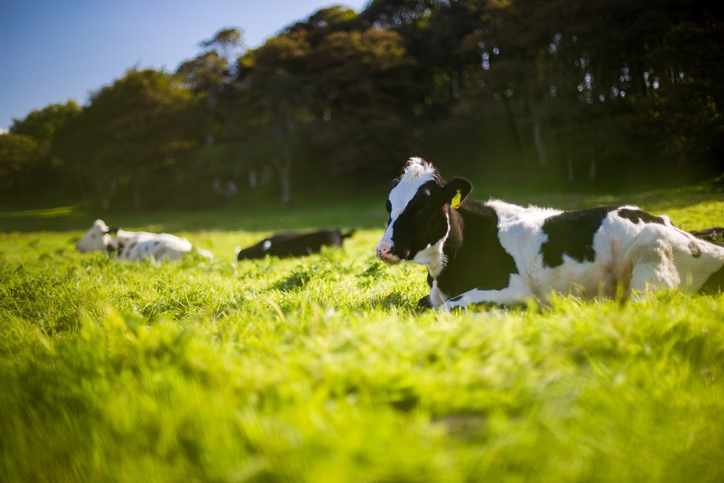 The Art and Science of Elite Cattle Breeding