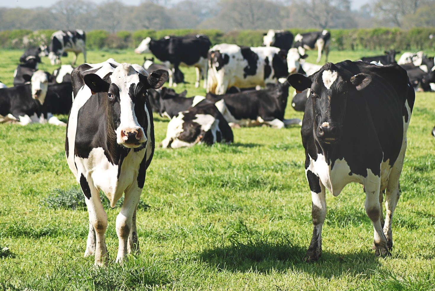 Innovations Shaping the Future of Livestock